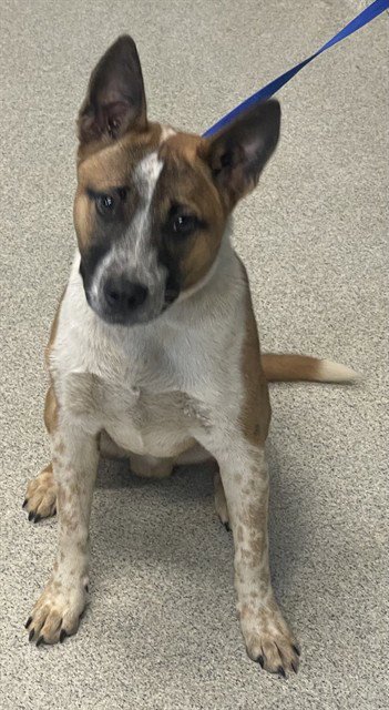 STICH - Australian Cattle Dog/Blue Heeler available for adoption
