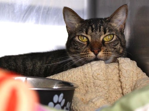 KITTY - Domestic Short Hair available for adoption