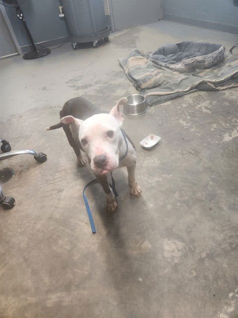 LOLLY - American Staffordshire Terrier available for adoption