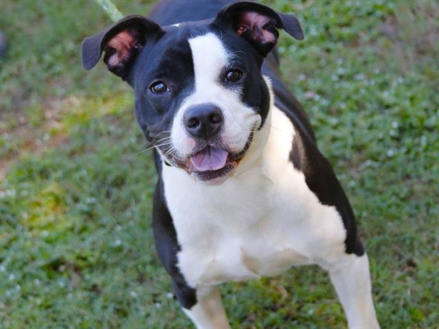 PEPPER - American Staffordshire Terrier available for adoption