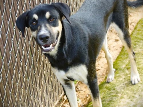 LORIS - Black and Tan Coonhound available for adoption