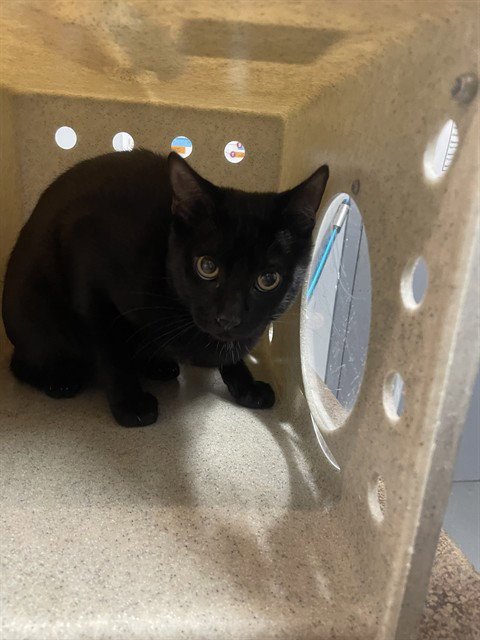 ONYX - Domestic Short Hair for adoption in Tallahassee
