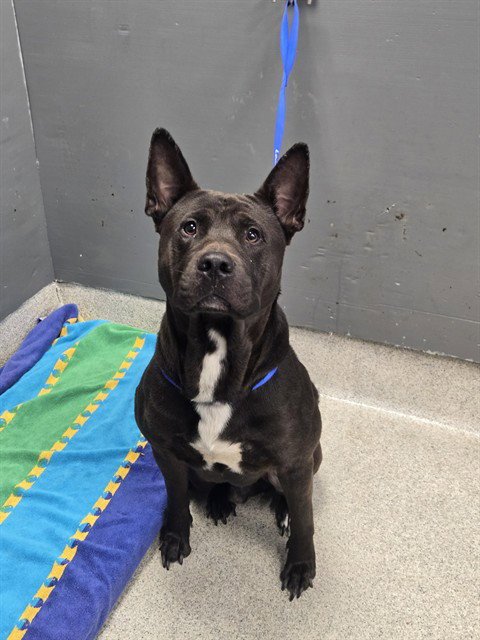 ARTIS - German Shepherd Dog / American Staffordshire Terrier available for adoption