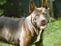 ARTIS - Photo 1