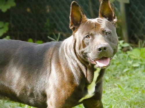 ARTIS - German Shepherd Dog / American Staffordshire Terrier available for adoption