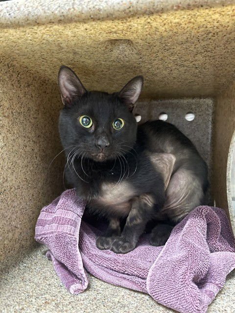 CUPID - Domestic Short Hair available for adoption