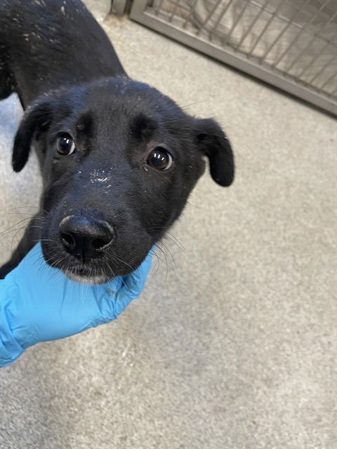 SHAUNNA - German Shepherd Dog available for adoption