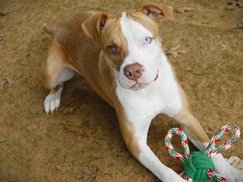 DIPPER - Catahoula Leopard Dog available for adoption