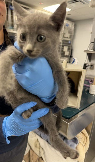 BRONCO - Domestic Short Hair available for adoption