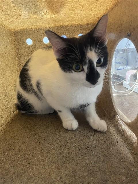ZOZO - Domestic Short Hair available for adoption