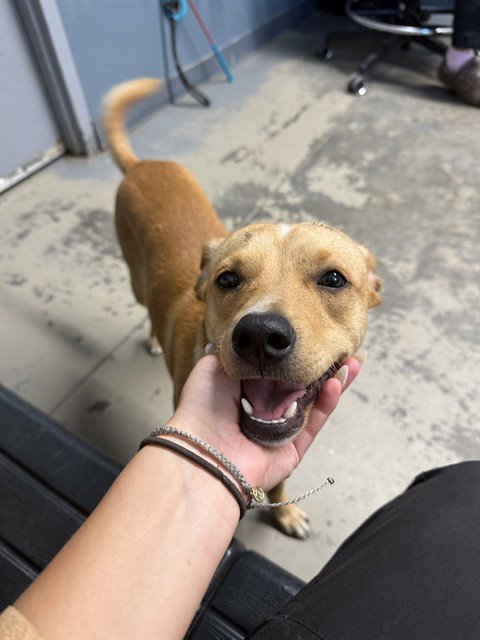 PEANUT - Jack Russell Terrier (Parson Russell Terrier) available for adoption