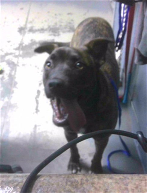 BUNZ - Dutch Shepherd available for adoption