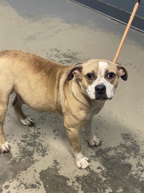 PANDA - Black Mouth Cur / English Bulldog available for adoption