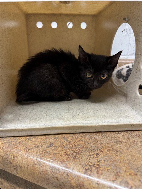 DALHIA - Domestic Medium Hair available for adoption
