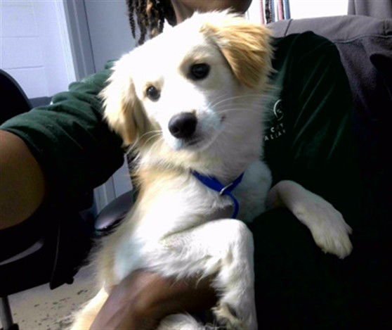 OZZY - Australian Shepherd available for adoption