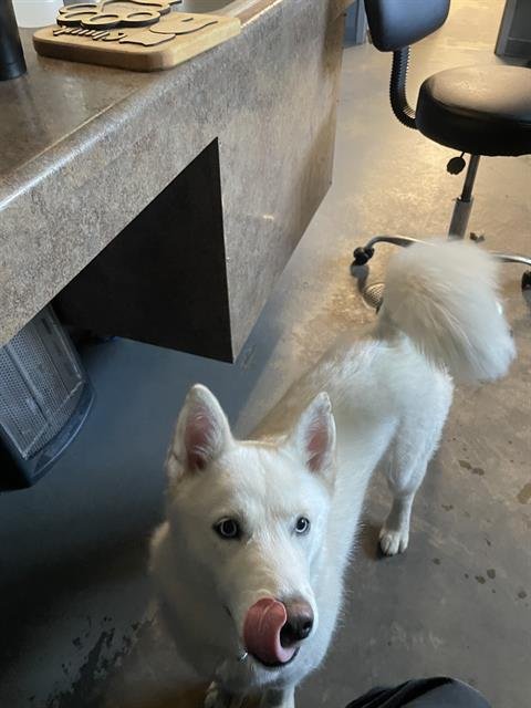 SUGAR - Siberian Husky available for adoption