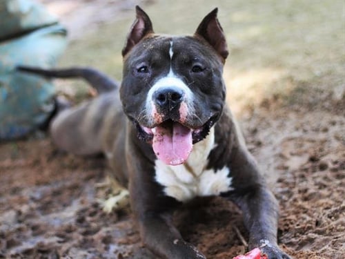 COLBY - American Staffordshire Terrier available for adoption