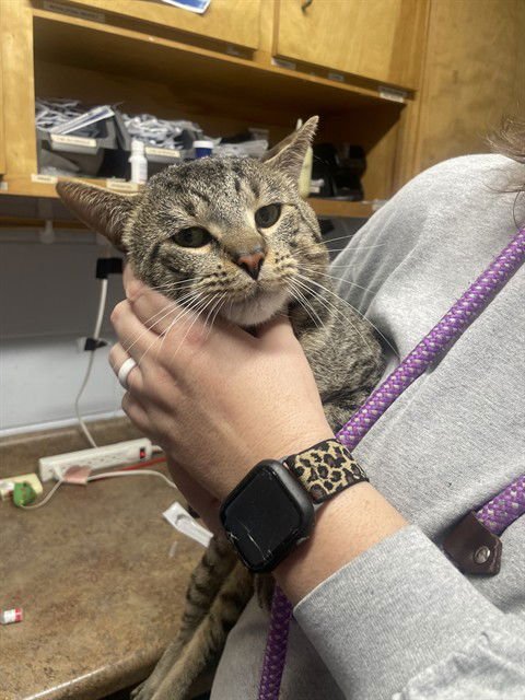 CHUCK - Domestic Short Hair available for adoption