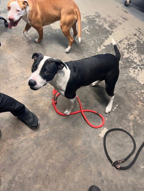 PORGIE - American Staffordshire Terrier available for adoption