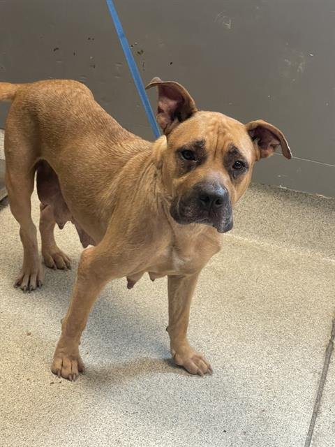 LEMON - American Pit Bull Terrier available for adoption