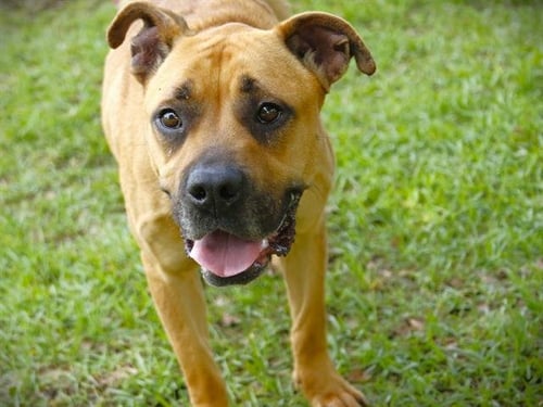 LEMON - Black Mouth Cur for adoption in Tallahassee