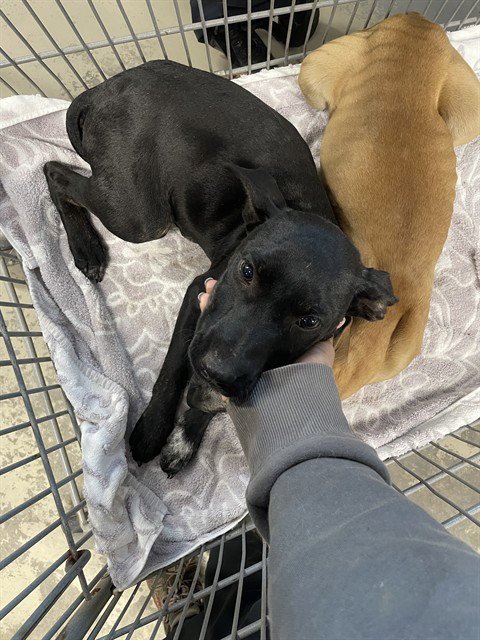 TAY - Australian Cattle Dog/Blue Heeler available for adoption