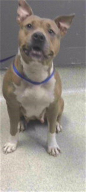 FUNNEL CAKES - American Pit Bull Terrier available for adoption