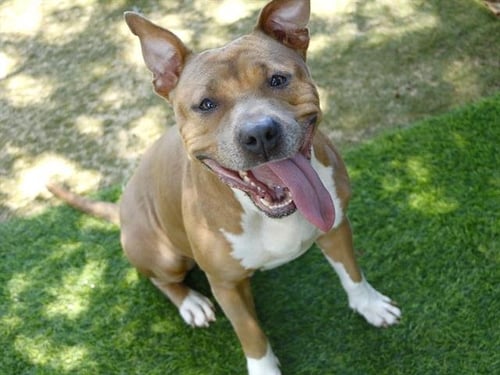 FUNNEL CAKES - American Pit Bull Terrier available for adoption