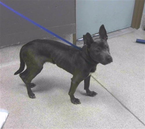 LEXI - American Staffordshire Terrier available for adoption
