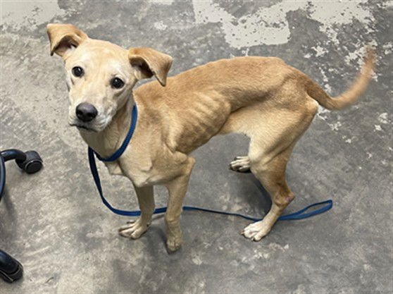 SUGAR - Labrador Retriever available for adoption