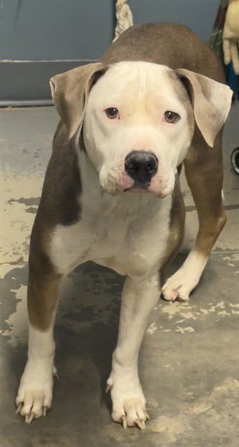 SALLY - American Pit Bull Terrier available for adoption