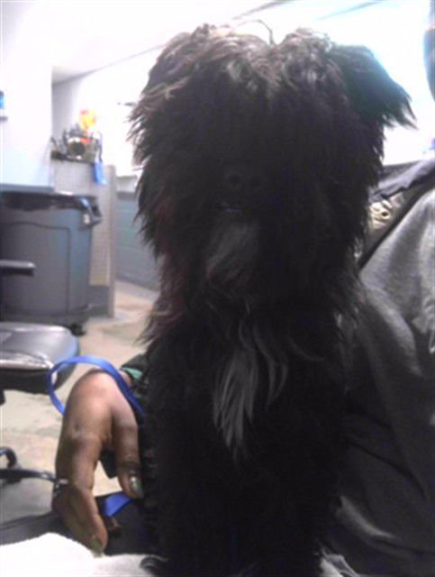 OREO - Yorkshire Terrier Yorkie / Poodle (Miniature) available for adoption