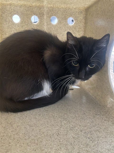 STAR - Domestic Short Hair available for adoption