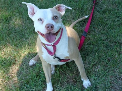 BAILEY - American Staffordshire Terrier available for adoption