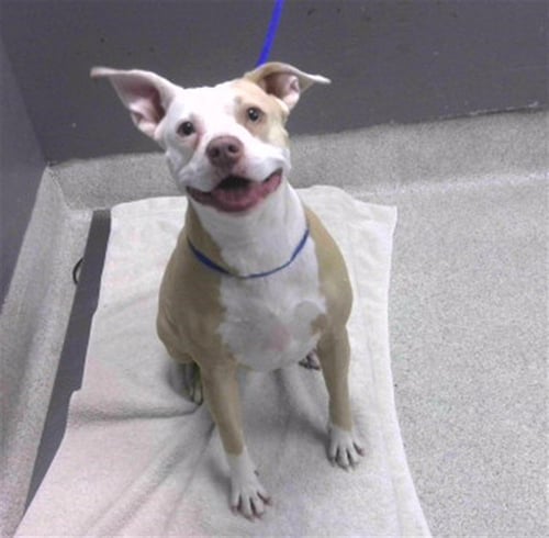 BAILEY - American Staffordshire Terrier available for adoption