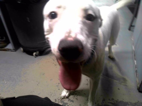 SIMBA - Labrador Retriever / American Staffordshire Terrier available for adoption