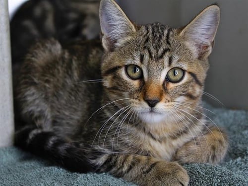 CHERRY - Domestic Short Hair available for adoption