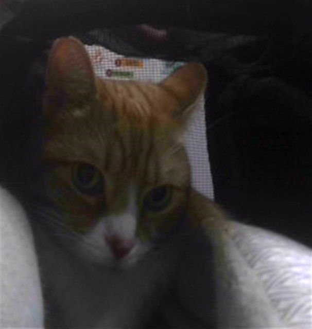 NILO - Domestic Short Hair available for adoption