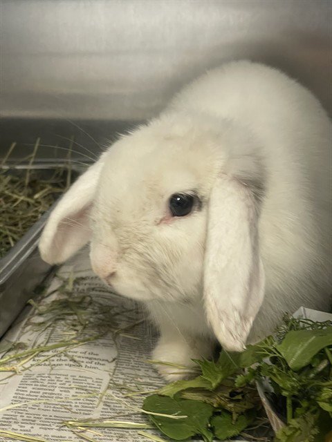SNOWFLAKE - English Lop available for adoption