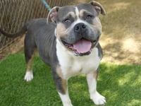 BUGSY - Photo 1