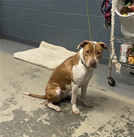 ZEPHYR - American Staffordshire Terrier available for adoption