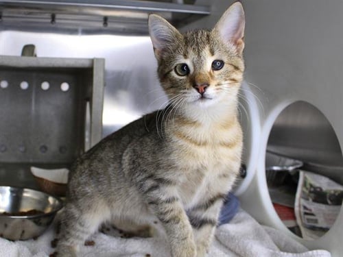 AIDEN - Domestic Short Hair available for adoption