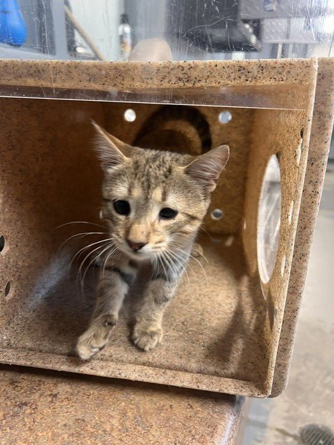 AIDEN - Domestic Short Hair available for adoption