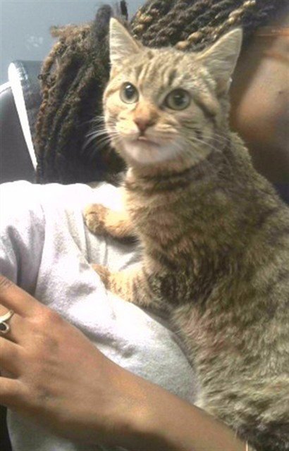 SIMA - Domestic Short Hair available for adoption