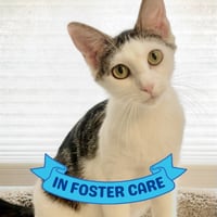 DAISY - Photo 1