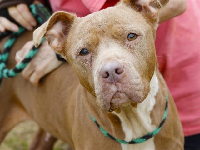 BENZ - American Staffordshire Terrier available for adoption