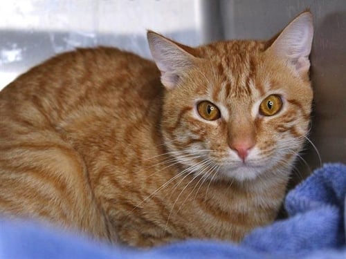 DIABLO - Domestic Short Hair for adoption in Tallahassee