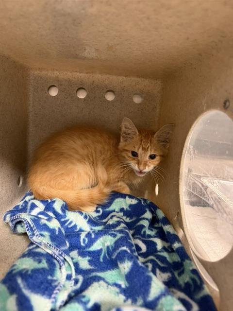 LEO - Domestic Medium Hair available for adoption