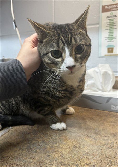 FRED - Domestic Short Hair available for adoption