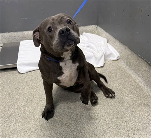 GUPPY - Bulldog available for adoption